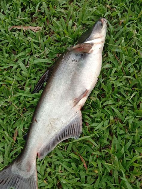 Patin Fish .
